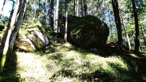 Trees growing in forest