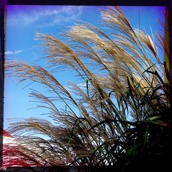 Low angle view of plants against blue sky