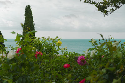 Close-up of plants by sea against sky