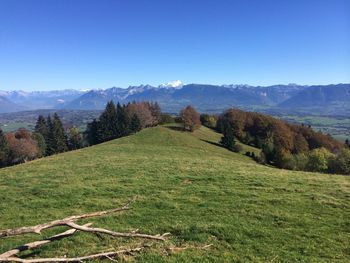 Scenic view of field against clear sky