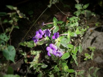 Purple flowers on plant