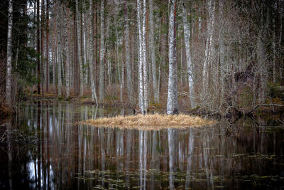 Scenic view of lake in forest