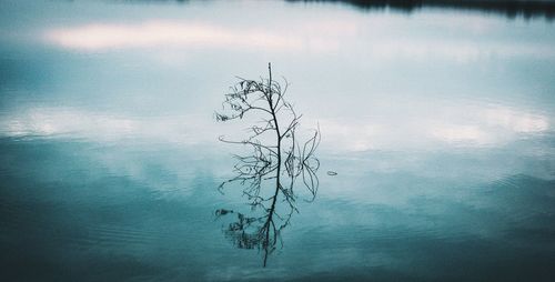 Close-up of bare tree against calm lake