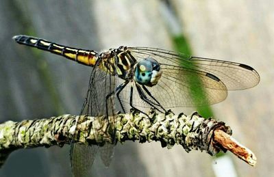 Close-up of dragonfly perching on stem