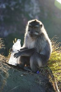 Monkeys sitting on land holding a water bottle