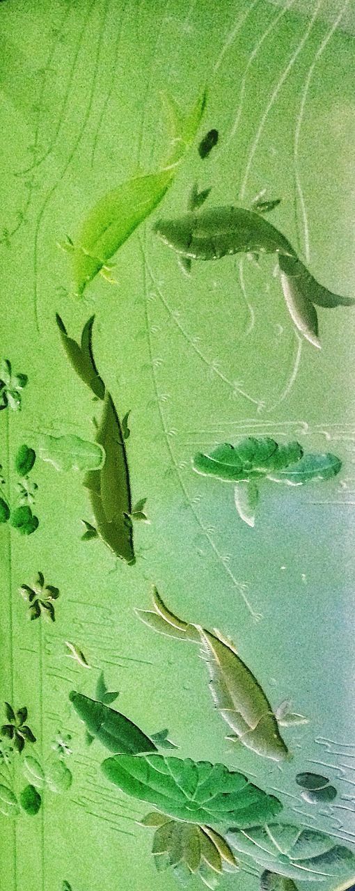 CLOSE-UP OF GREEN LEAF WITH WATER