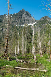 Low angle view of trees on mountain against sky