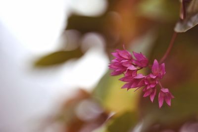 Close-up of pink flower