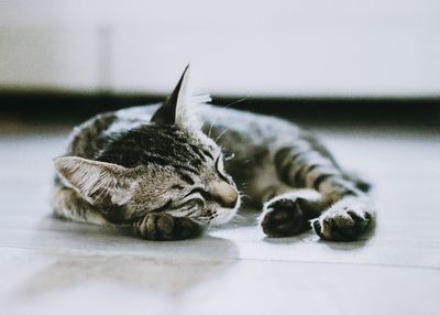 Close-up of a cat resting on floor