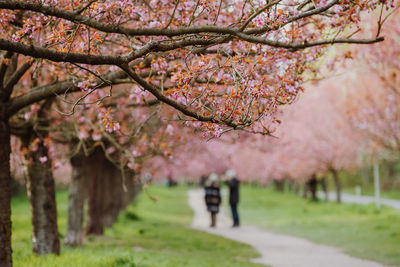 Walk along a japanese cherry blossom avenue