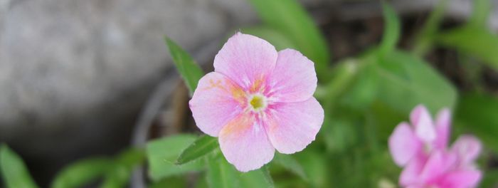 Close-up of pink flower blooming outdoors