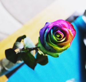 Close-up of rose