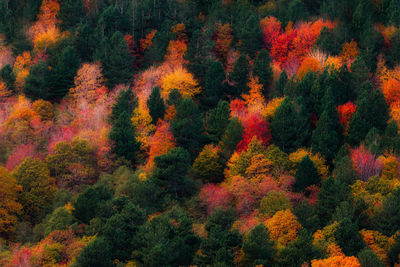 High angle view of trees in forest during autumn