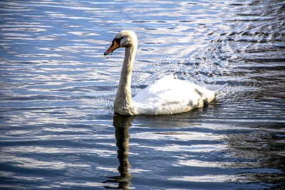 Swan floating on a lake