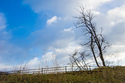 Trees on field against cloudy sky