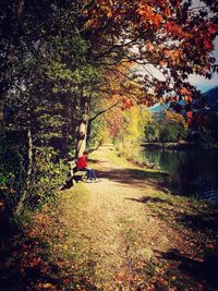 Trees in forest during autumn