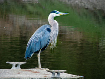 Gray heron on pier over lake