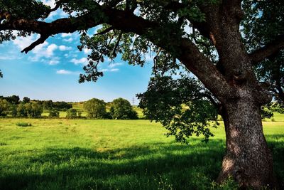 Trees on field against sky