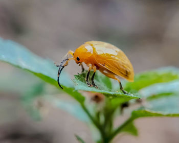 Close-up of insect on leaf