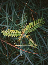 High angle view of plant growing on field