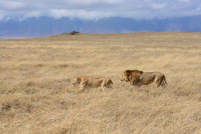 Lion honeymoon