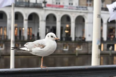 Close-up of seagull perching on railing against building