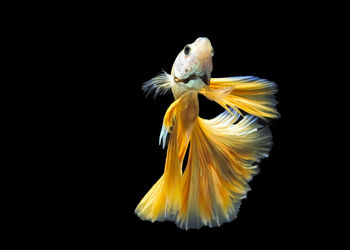 Close-up of flower over white background