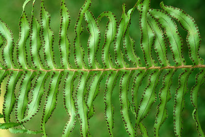 Full frame shot of plants