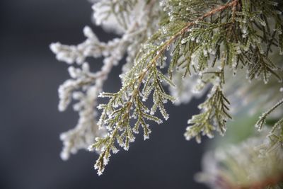 Close-up of pine tree during winter