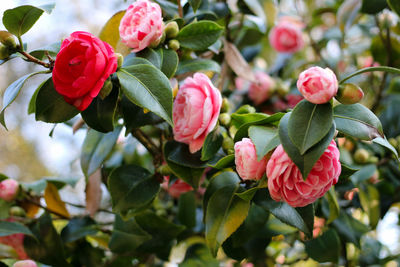 Close-up of pink flowering plants