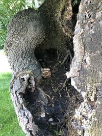 Close-up of tree trunk in forest