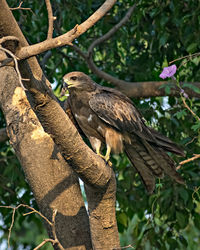 Black kite bird with food sitting in leaves on top of tree.