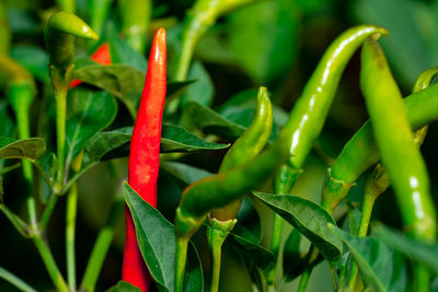 Close-up of red chili peppers on plant