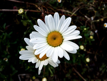 Close-up of white daisy