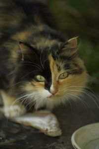 Close-up portrait of a cat