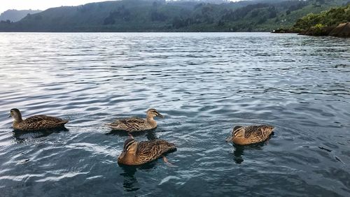 Ducks swimming in lake