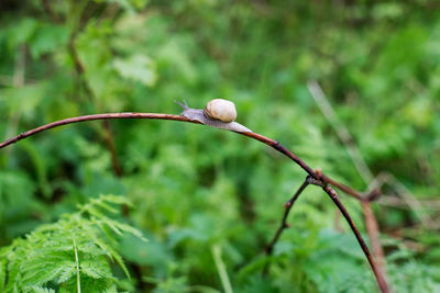 Close-up of snail crawling on plant stem