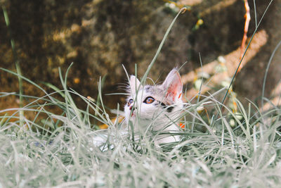 Portrait of a cat on field