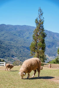 Sheep grazing in a field