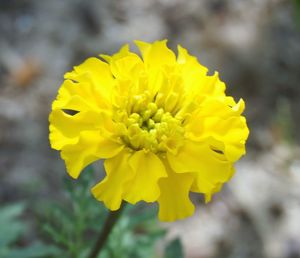 Close-up of yellow flower