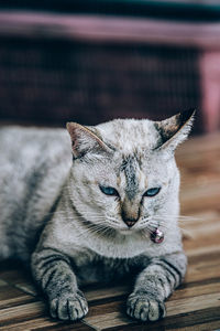 Cat resting on wooden floor