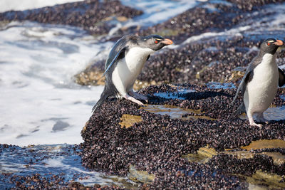 Penguins on shore at beach