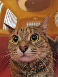 Close-up portrait of a cat