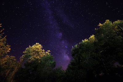 Low angle view of trees against star field at night