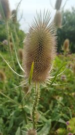 Close-up of spiked plant on field