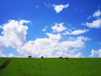 View of sheep grazing on field against sky