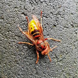 High angle view of insect on wall