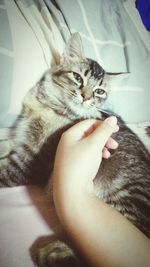 Close-up of hand holding kitten at home