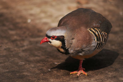 Close-up of a bird