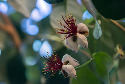 Close-up of white flowering plant